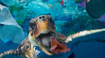 Decir adiós al plástico en el océano