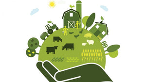 Sustainable Food -