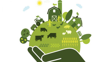 Sustainable Food -