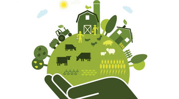 Sustainable Food - 